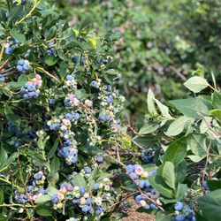 George Hill Orchards - Blueberries look fantastic this year! (2021). Lots of specials on Facebook :)