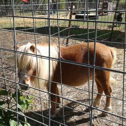 Pony