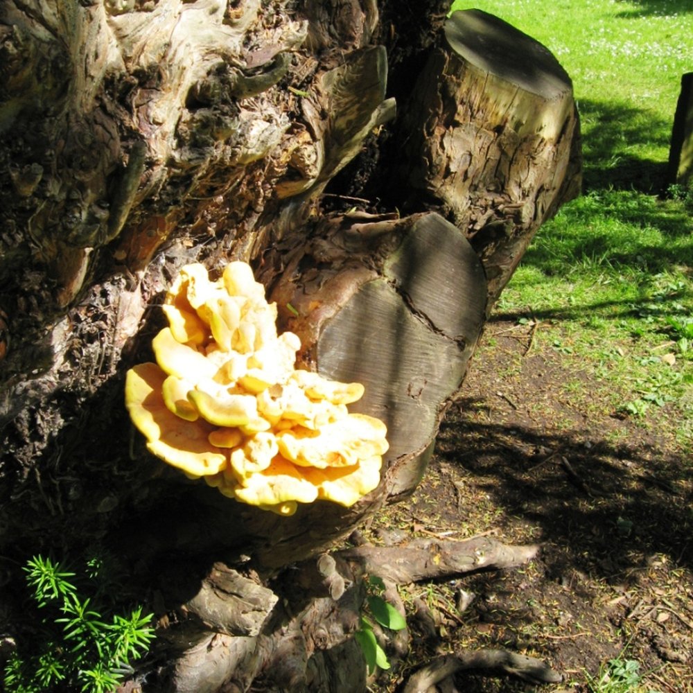 Stanmer Church - A wonderful fungus ("Chicken of the Woods" - Laetiporus sulphureus) growing from a Yew tree in the churchyard. - Churches Near Me - Brighton, BNH