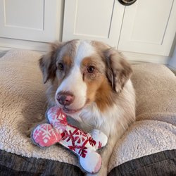 Barkfield Road - Toys from Bark!