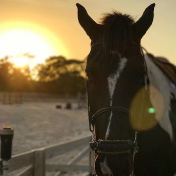 Four Gs Equestrian - Klondike. The best lesson horse! - Horseback Riding Near Me