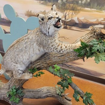 Chandler Nature Center - Great displays - Recreation Centers Near Me - Chandler, Arizona