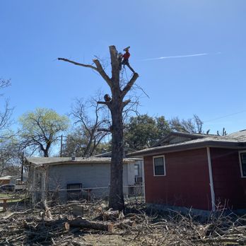The Great Tree - Tree Services Near Me - San Antonio, Texas The Great Tree - Tree Services Near Me - San Antonio, Texas