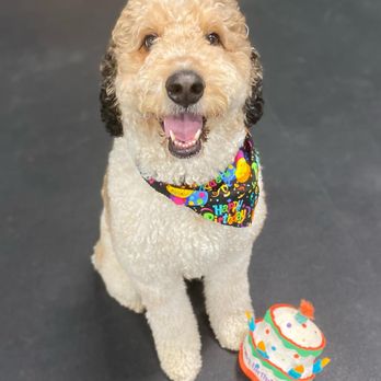 Dogtastic Fun - Pet Boarding Near Me - Woodridge, Illinois