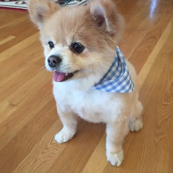 Splash Doggie - Pet Groomers Near Me - Burbank, California Splash Doggie - Pet Groomers Near Me - Burbank, California