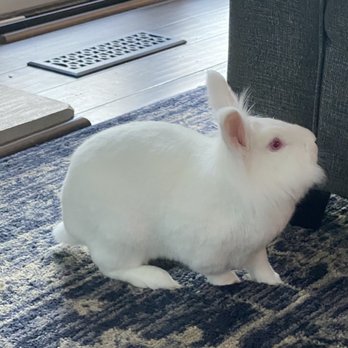 East Bay Rabbit Rescue - Pet Adoption Near Me - Livermore, California