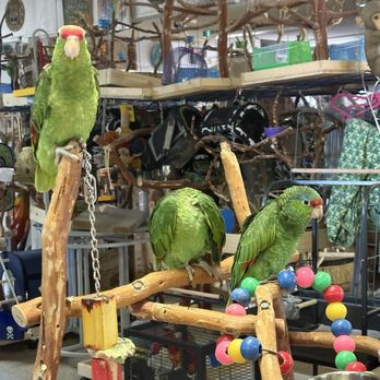 Birds N Paradise - Bird Shops Near Me - Menifee, California