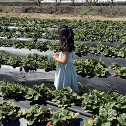 U-Pick Blueberries - Picking juicy strawberries!