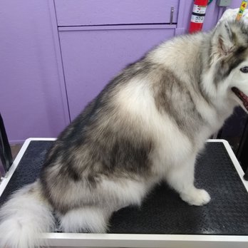 Beautiful Long Haired Husky After A Much Needed Grooming Yelp