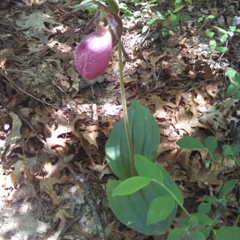 Joe's Rock - Lady's Slipper - Hiking Near Me - Wrentham, Massachusetts