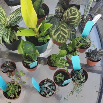 Hirt's Gardens - Calathea, philo, peperomia, ceropegia, senecio, sansevera, muehlenbeckia - Nurseries & Gardening Near Me - Wadsworth, Ohio Hirt's Gardens - Calathea, philo, peperomia, ceropegia, senecio, sansevera, muehlenbeckia - Nurseries & Gardening Near Me - Wadsworth, Ohio