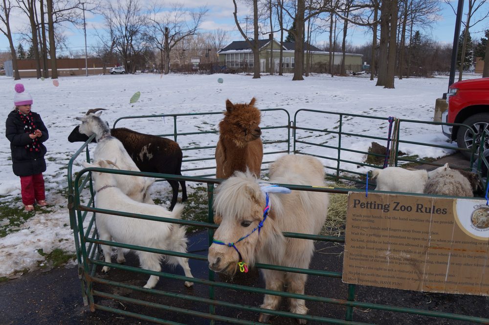 Chamberlin Pony Rides - equestrian in Ann Arbor, MI