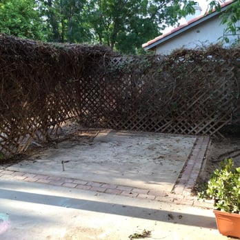 Cal-Tree Services and Landscaping - Before - Tree Services Near Me - Bakersfield, California Cal-Tree Services and Landscaping - Before - Tree Services Near Me - Bakersfield, California