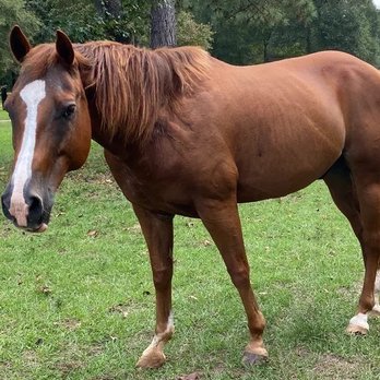 Levantino Ranch - Horse Boarding Near Me - Montgomery, Texas