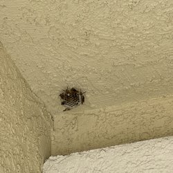 Tony Rubia's Pest Control - Wasp Nest Removal!
