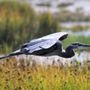 Photo of Edmonds Marsh Wildlife Sanctuary