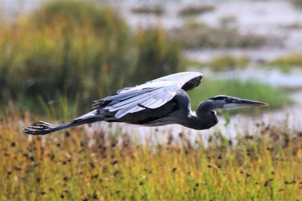 Edmonds Marsh Wildlife Sanctuary Logo