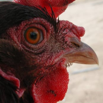 Rhibafarms - a close up of a rooster's head - Specialty Food Near Me - San Tan Valley, Arizona