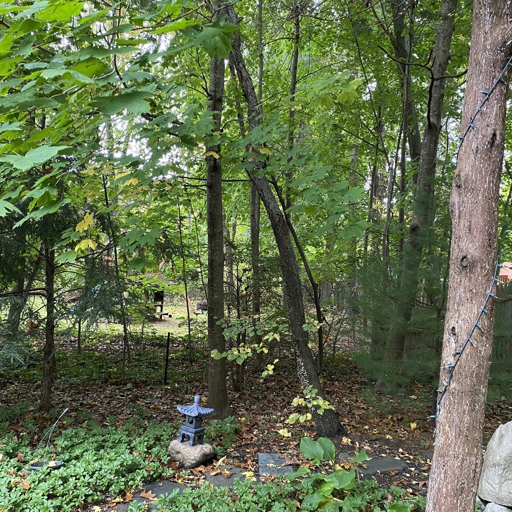 Aplus Tree Services - The "before" shot. - Tree Services Near Me - Stoughton, Massachusetts