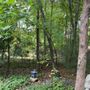 Photo of Aplus Tree Services