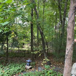 Aplus Tree Services - The "before" shot.