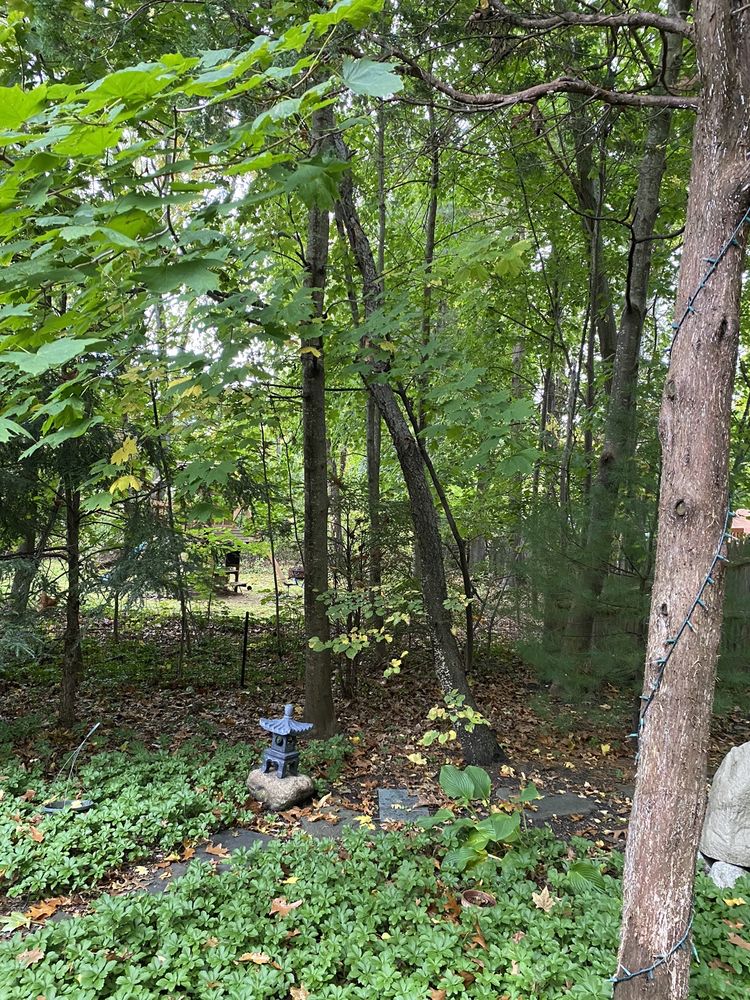 Aplus Tree Services - tree service in Stoughton, MA