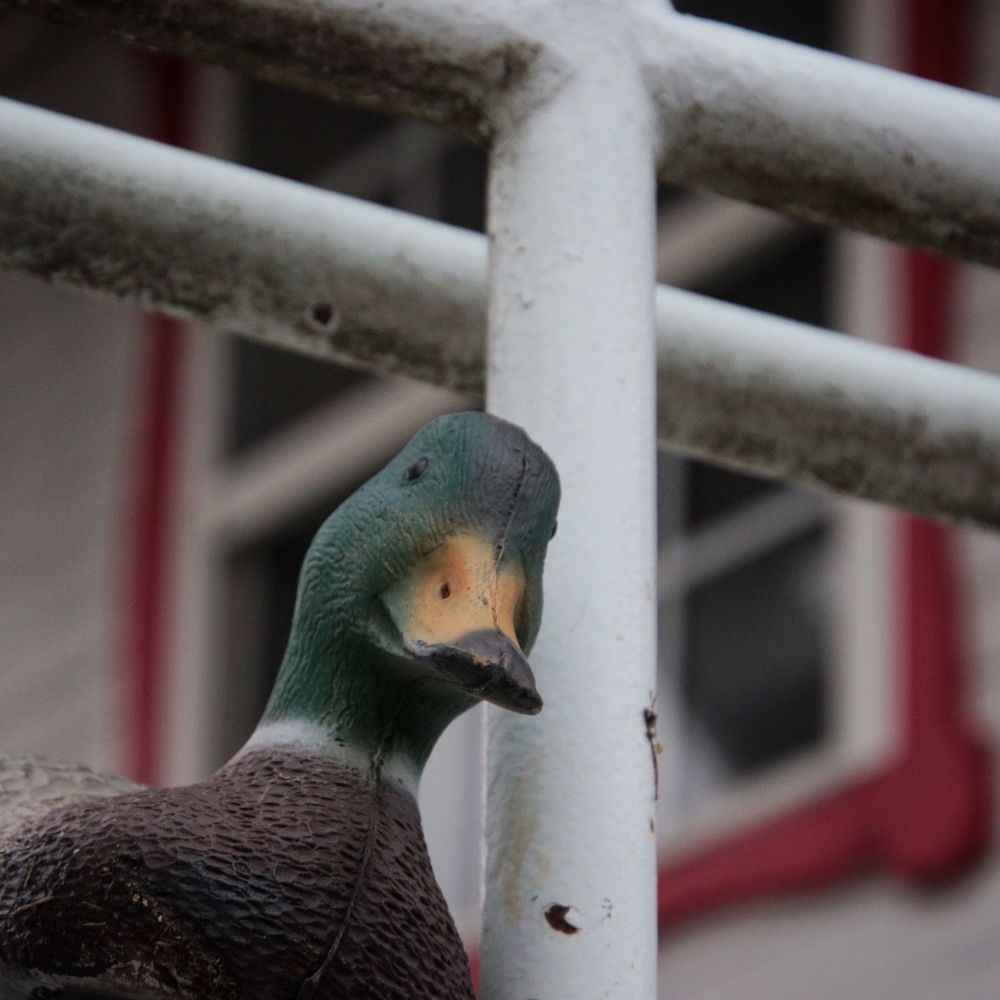 Starved Rock Marina - Duck on a boat. - Boat Repair Near Me - Ottawa, Illinois