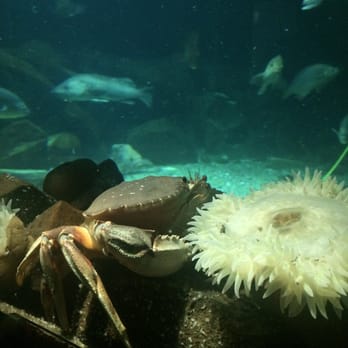 OREGON UNDERSEA GARDENS - CLOSED - Updated August 2025 - 33