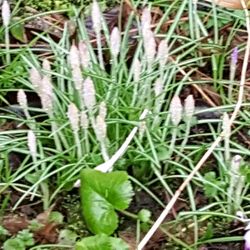 Schoonoord