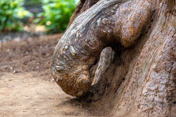 Calaveras Big Trees State Park by null