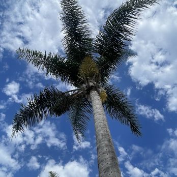 Garcia’s Tree Service & Landscaping - Before - Tree Services Near Me