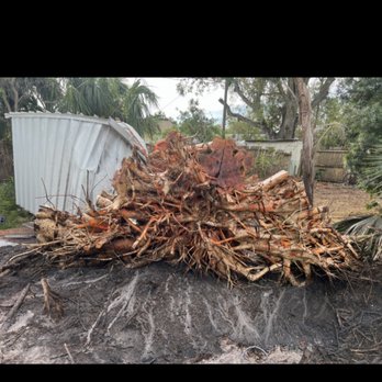 Precision Green - Tree Services Near Me - St. Petersburg, Florida Precision Green - Tree Services Near Me - St. Petersburg, Florida