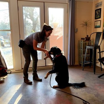 Kabler School For Dogs - Practicing tricks with Rottie mix Arlo. - Pet Training Near Me - Asheville, North Carolina Kabler School For Dogs - Practicing tricks with Rottie mix Arlo. - Pet Training Near Me - Asheville, North Carolina