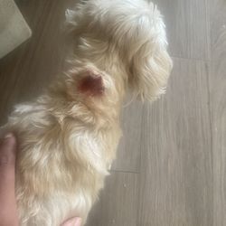 Woof Gang Bakery & Grooming Lake Nona - My dogs injury