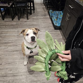 Dis-and-Bark - What a good boy. - Pet Stores Near Me - Aiea, Hawaii