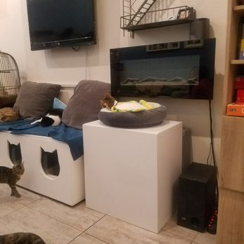 Brooklyn Cat Cafe - Pet Adoption Near Me - Brooklyn, New York