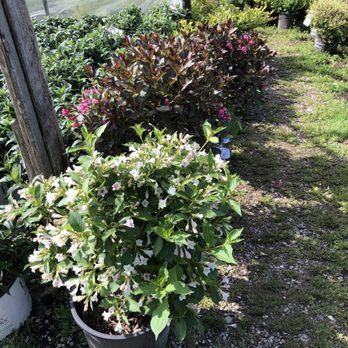 Hewitt Garden & Design Center - More Weigala - Nurseries & Gardening Near Me - Franklin, Tennessee