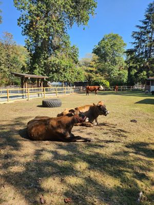 Maplewood Farm by null