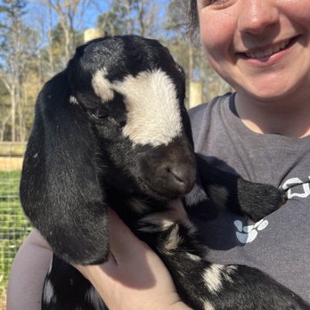 Cotton Bean Goat Farm - Attraction Farms Near Me - Mount Pleasant, North Carolina Cotton Bean Goat Farm - Attraction Farms Near Me - Mount Pleasant, North Carolina