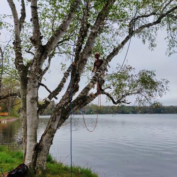 Belt's Tree Service - Tree pruning by the waterfront - Tree Services Near Me Belt's Tree Service - Tree pruning by the waterfront - Tree Services Near Me