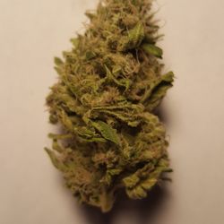 Santa Barbara Greenland Deliveries - A zesty Black Lime