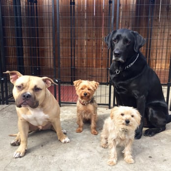 The Canine Mind - Pet Training Near Me - Salt Lake City, Utah The Canine Mind - Pet Training Near Me - Salt Lake City, Utah