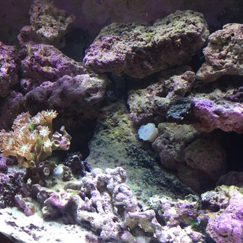 Moreno Aquatics - Keeping everything clean - Aquarium Services Near Me