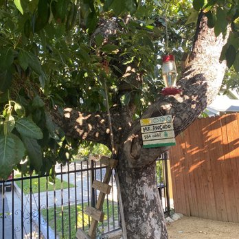 TreeCareLA - Avocado Tree - Tree Services Near Me TreeCareLA - Avocado Tree - Tree Services Near Me
