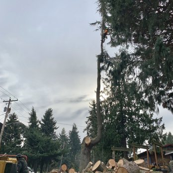 Five Star Tree Service - Crew cleaning up while he continues to cut it down - Tree Services Near Me Five Star Tree Service - Crew cleaning up while he continues to cut it down - Tree Services Near Me
