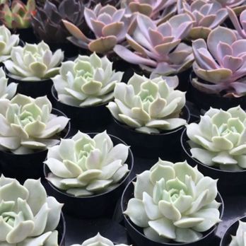 Bertha's Gardens - Nurseries & Gardening Near Me - Northridge, California