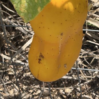 Vuon Xoai - Fruits & Veggies Near Me - Tampa, Florida Vuon Xoai - Fruits & Veggies Near Me - Tampa, Florida