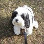 Photo of Dave's Dog Walking Service