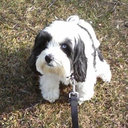 Dave's Dog Walking Service - Kaylee