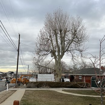 Steve's Trees - Steve just starting on our Sycamore tree. - Tree Services Near Me - Bountiful, Utah